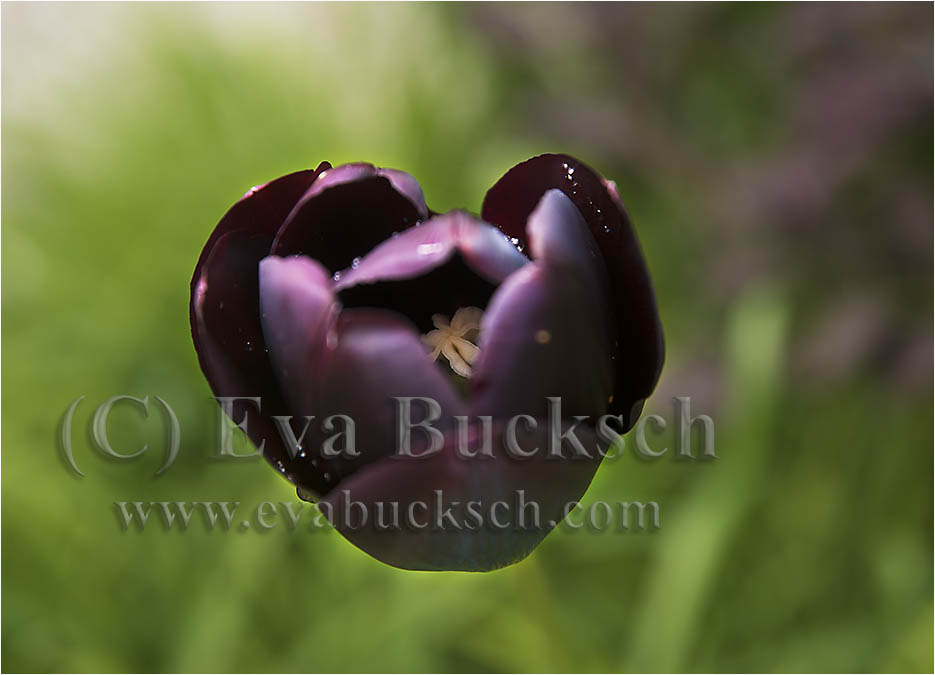 Tulpanens hj&auml;rta - foto av Eva Bucksch